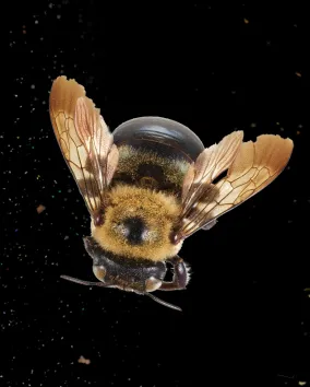 dorsal view of a bee surrounded by floating pollen on a black background.