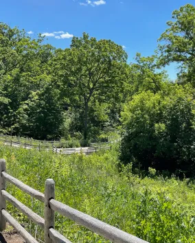 Moore Park Ravine, Photo Credit: Barry Russell