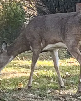 Deer in Park Lawn Cemetery