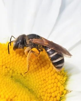 Bee on flower.