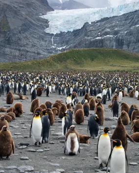 A large colony of penguins gathered on a snowy, icy terrain, with a backdrop of a majestic glacier.