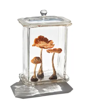 Two preserved orange mushrooms displayed upright inside a small rectangular glass case with a metal base and lid.
