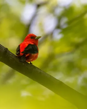 Scarlet Tanager Credit: © Ankur Khurana.