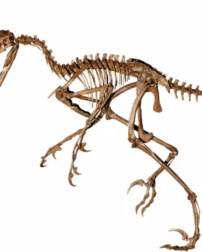 image of a dromaeosauridae skeleton