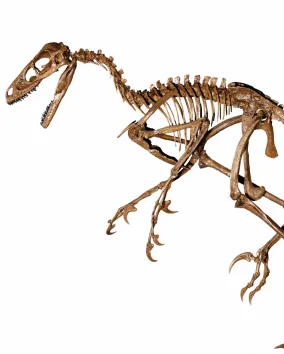 image of a dromaeosauridae skeleton