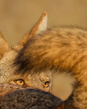Sunlit close up of face and raised tale of a California Valley Coyote looking over its shoulder.