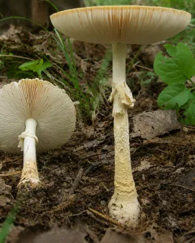Amanita Mushroom