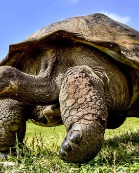 Galapagos Giant Tortoise