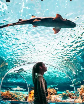 Vue sous-marine d'un requin-marteau nageant au-dessus d'une personne à l'intérieur d'un grand tunnel d'aquarium.