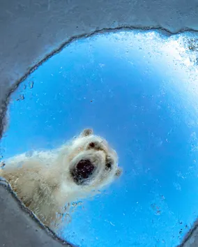 Underwater view looking up at a polar bear peering down through a hole in the ice.