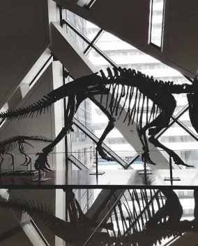 Triceratops skeleton reflected on a glossy museum floor.
