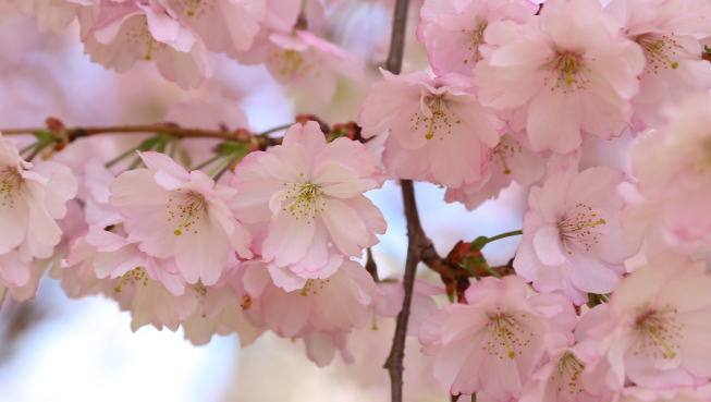 Cherry Blossoms. Photo Courtesy Deb Metsger