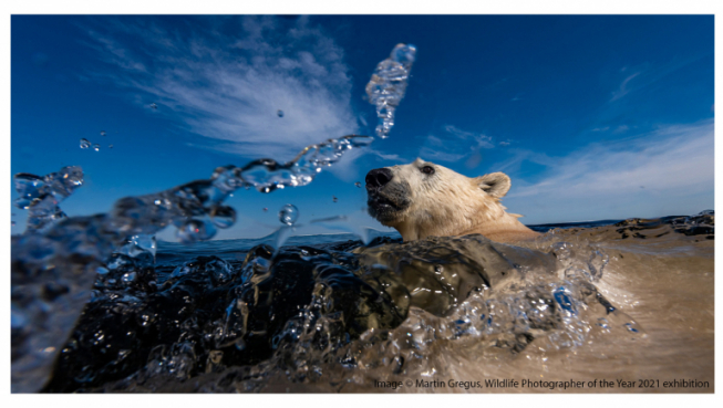 Photograph of a polar bear rising out of the water.