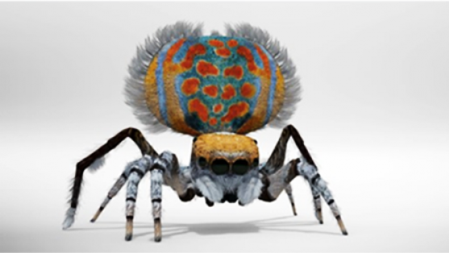 Peacock Spider fanned