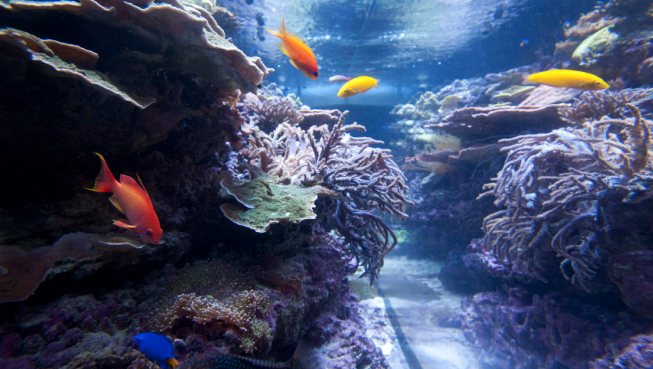 A myriad fishes inhabit the live coral reef acquarium. 