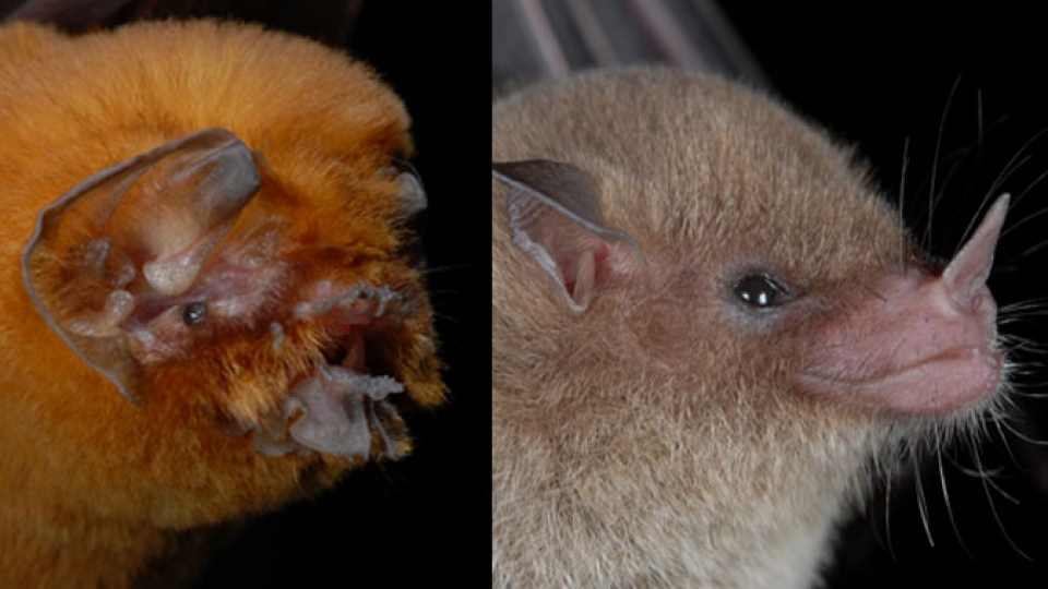 Not all bats are the same