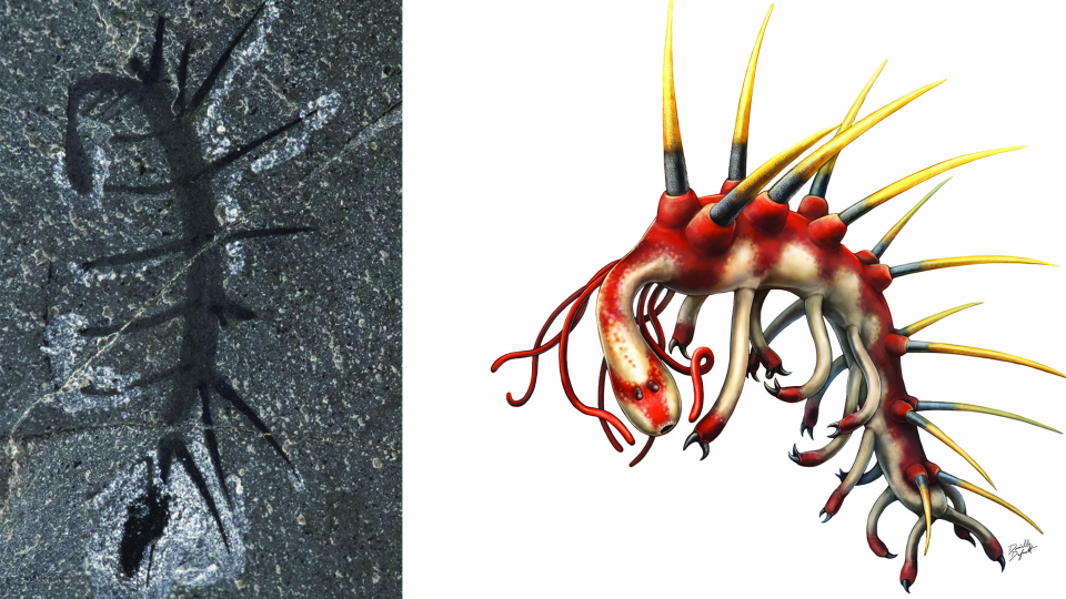 Dual image of a fossilized creature with pairs of spines on its back, and an artist's interpretation of the same creature shown on a white background.