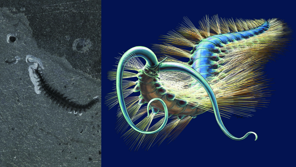 Photo d'un fossile doté de longues soies juxtaposée à celle de la reconstitution artistique du même animal sur fond bleu.