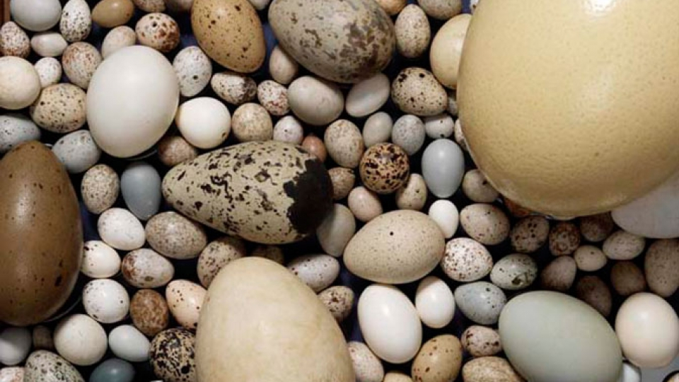 Les œufs, les nids, les plumes et les empreintes aident à identifier différentes espèces.