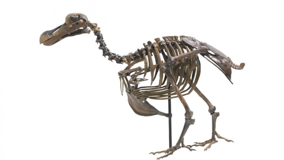 Le dodo (dronte)