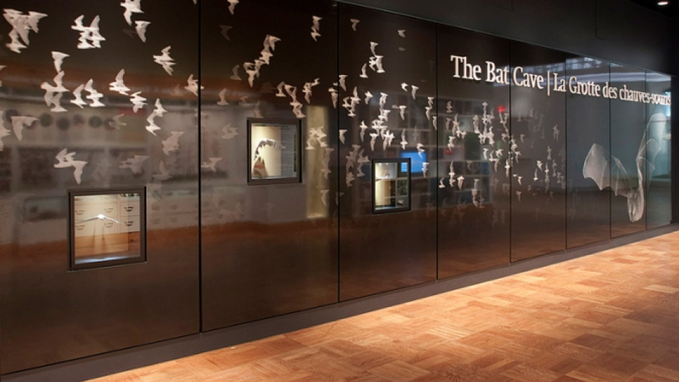The ROM's Bat Cave hosts over 800 specimens and models of bats.
