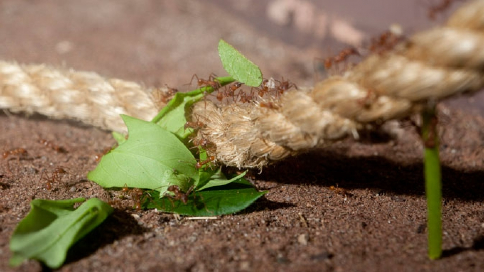 Colonie de fourmis coupeuses de feuilles