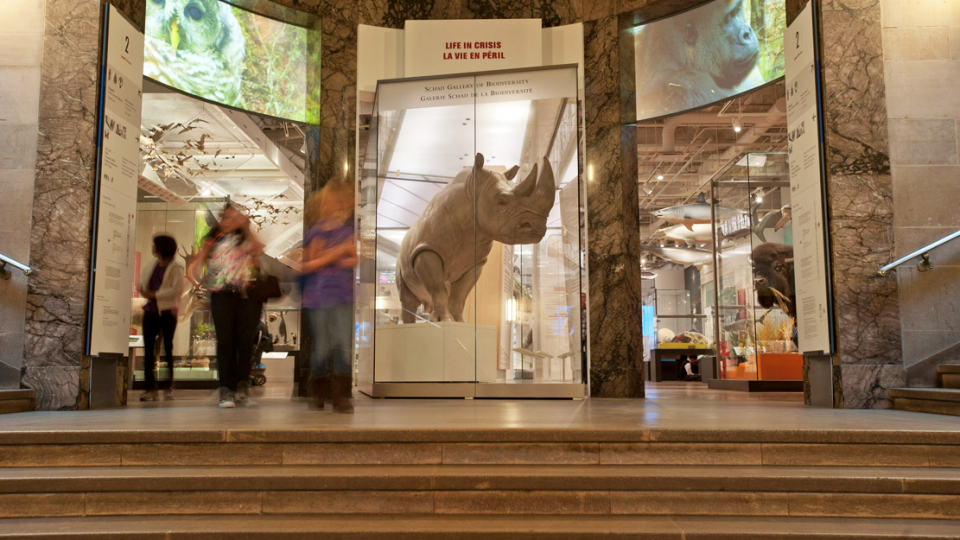 Display case at the gallery entrance featuring a statuesque "Bull", the ROM's white rhino.