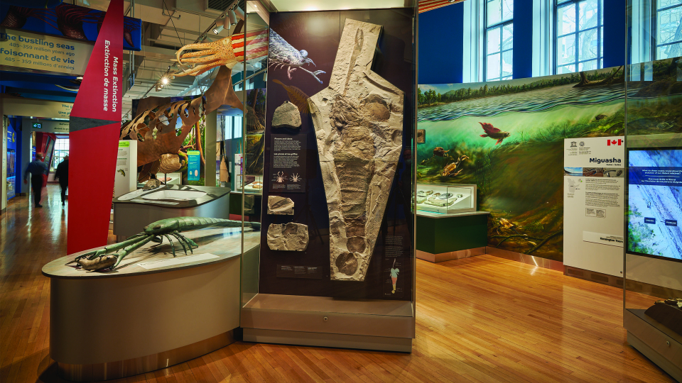 Gallery display showing a large fossilized creature. 