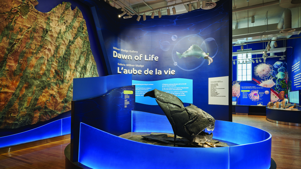 Photo de l'entrée de la galerie, montrant une paroi rocheuse sur un mur et le moulage d'un poisson préhistorique.