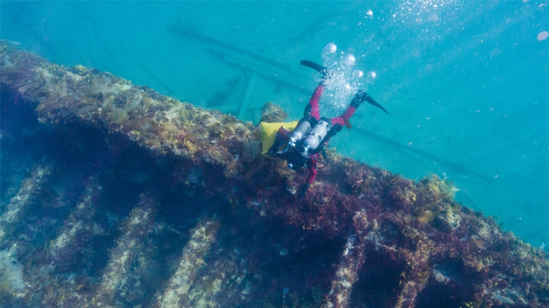 A diver from Parks Canada’s Underwater Archaeology Team works to remove kelp from the <em>Erebus</em> to better view and study the ship’s structure and artifacts. © Parks Canada / Marc-André Bernier