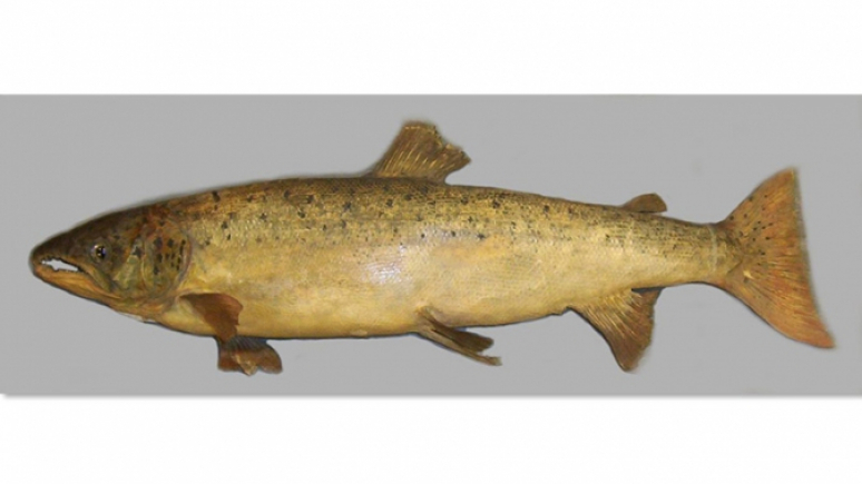 On display: a century-old Atlantic Salmon (Salmo salar) mount from Lake Ontario