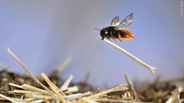 Close up of a black and orange bee carrying a piece of straw over a pile of similar straw pieces.