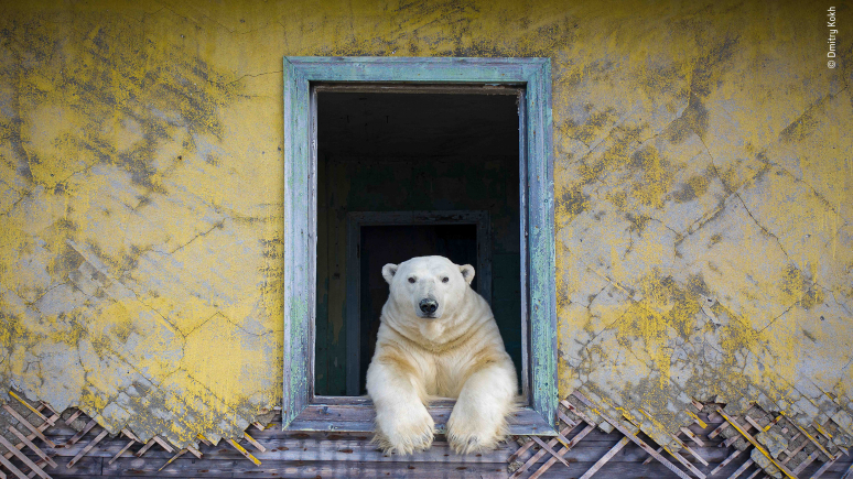 Polar frame. Image © Dmitry Kokh, Wildlife Photographer of the Year 2022