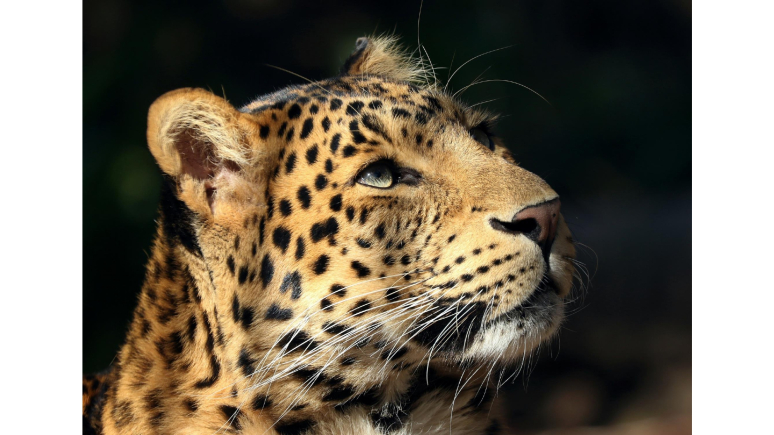 Close up image of Panther