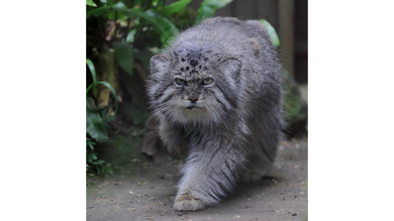 A pallas cat walking forward 