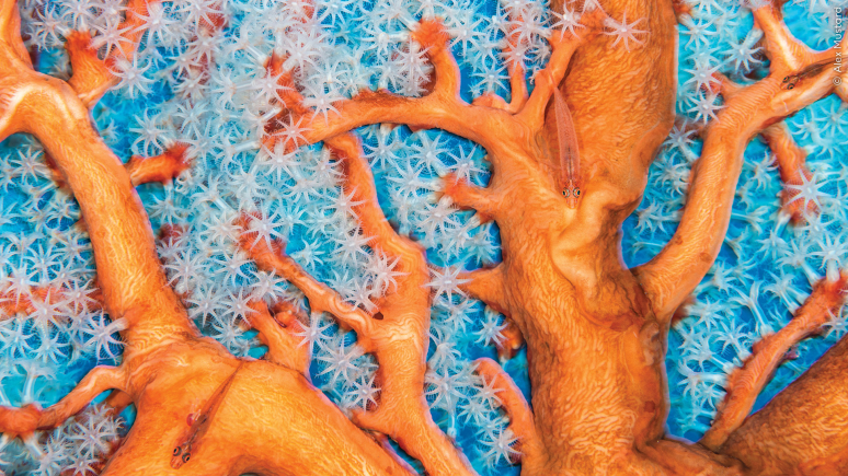 Gros plan sur un corail orange et blanc dans lequel nagent de petits poissons eux aussi orange.