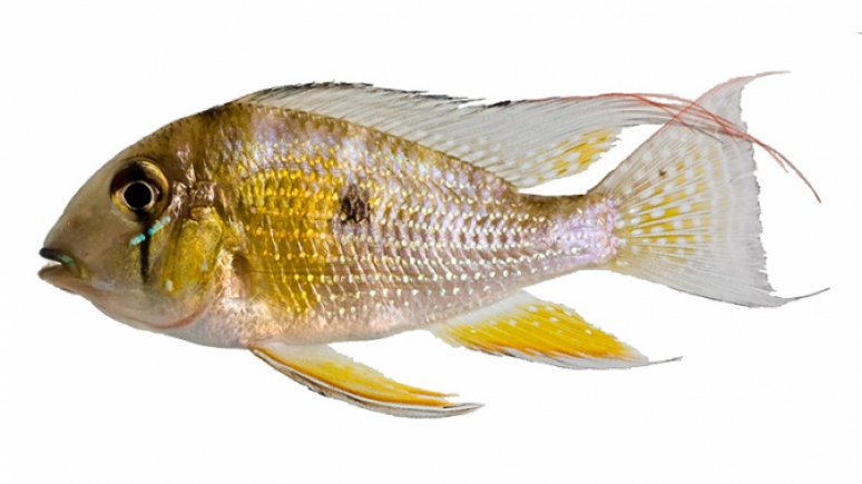 Fish specimen