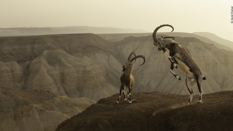Two rearing Nubian ibex clashing on the edge of an arid clifftop.