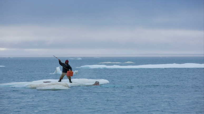 Aujourd’hui, comme il y a 1000 ans, Lukie, âgé de 70 ans, se prépare à harponner un morse depuis une plaque de glace flottante du bassin Foxe.