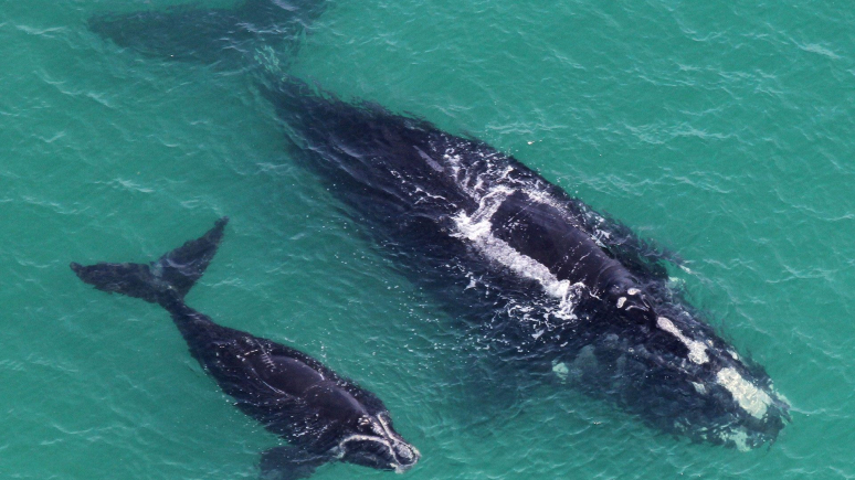 Baleines noires de l’Atlantique Nord : Baleine et son baleineau.
