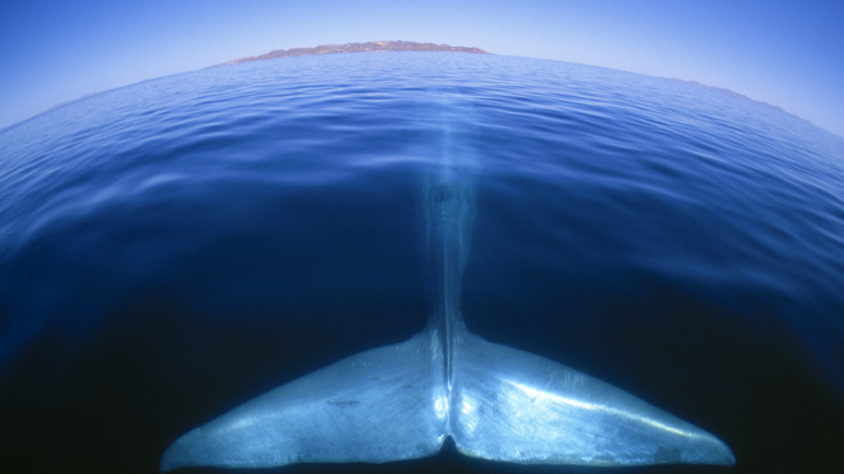 Whale tail under water
