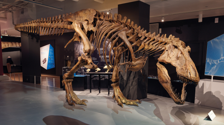 Photo de profil d'un squelette de T. rex d'âge adulte aux machoires grandes ouvertes.