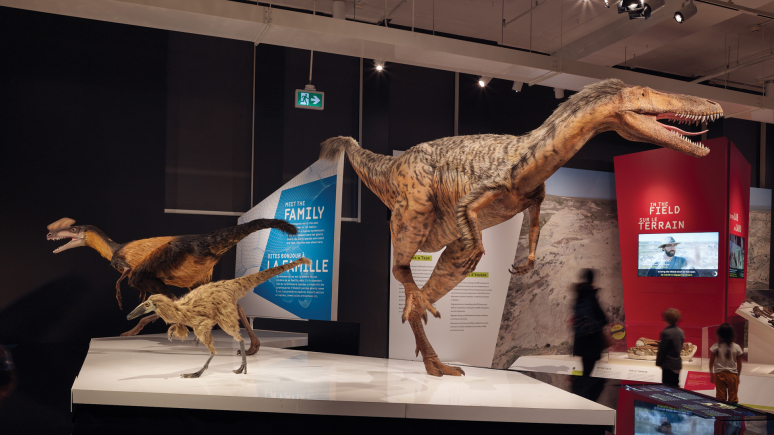 Photo d'une plate-forme où ont été installés trois modèles de tyrannosaures de différentes tailles.