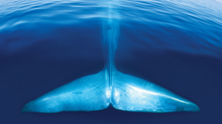 Blue Whale Discovered 
