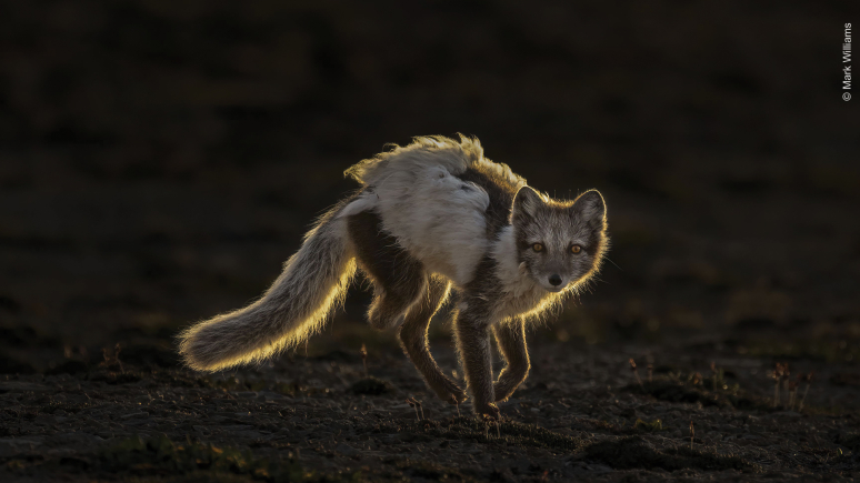 An arctic fox in its ragged summer coat, vacing the camera, backlit by the low midnight sun.