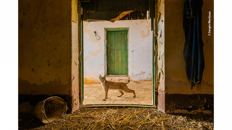 Lynx on the threshold © Sergio Marijuan. Featured in Wildlife Photographer of the Year 2021.
