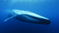 Blue Whale, Photo Credit: C. Phillip Colla - Oceanlight.com