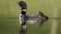 A mother loon swims in the water with two baby loons riding on her back.