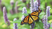 Monarch butterfly resting on lavendar.  Photo courtesy Monarch Nation. 