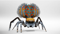 Peacock Spider fanned